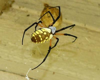 garden spider july 13 069.jpg