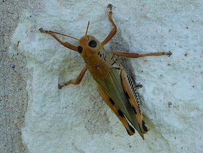 grasshopper july 13 012.jpg