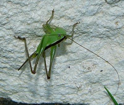 grasshopper july 13 067.jpg