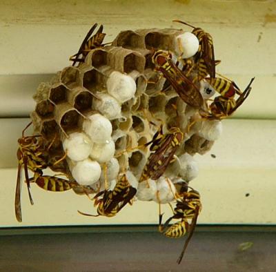 wasp nest.jpg