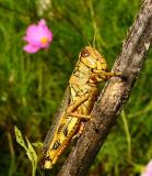 grasshopper july 13 072.jpg