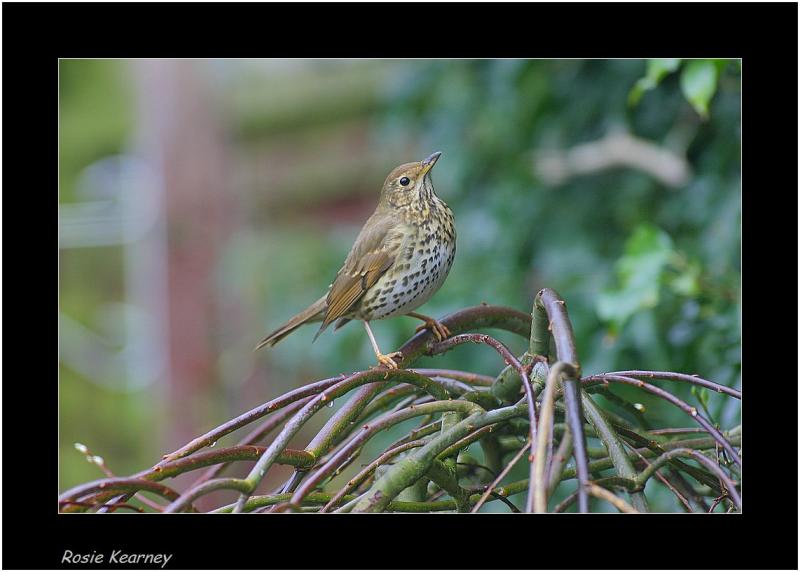 song thrush.jpg