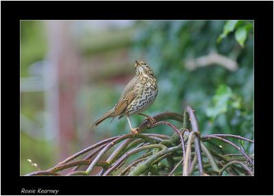 song thrush 1.jpg