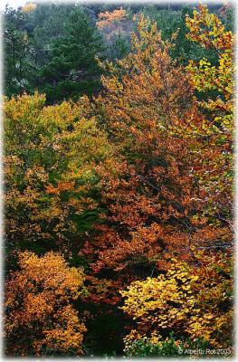 u34/rotalbar/medium/22673326.fageda2.jpg