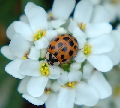 ladybug2390.jpg