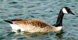 A goose at Radnor Lake in Nashville