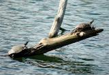 Turtles sunning on a log at Radnor Lake