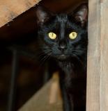 Parents barn cat named Ditto