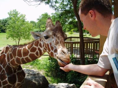 We fed the giraffes at the Wichita zoo!  It's an incredible experience to be so up close with such a large exotic animal.  Amazing how gentle they are for being so enormous.  Why would anybody want to hunt and kill such a wonderful creature is beyond me.