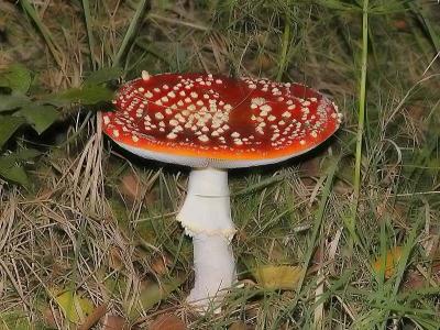 Fliegenpilz (Amanita muscaria)