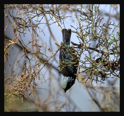 Beryl-spangled Tanager / Tangara Lentejuelada