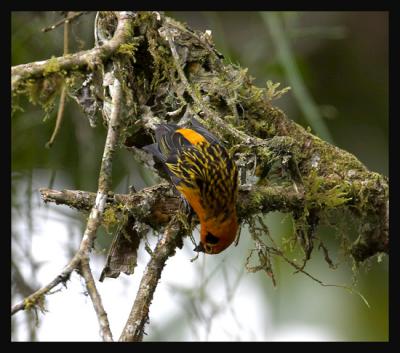 Golden Tanager