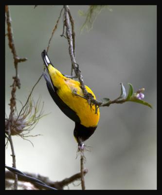 Orange-bellied Euphonia