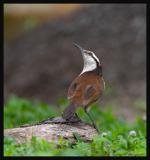 Bicolored Wren