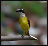 Great Kiskadee