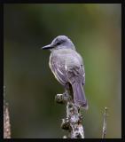 Tropical Kingbird