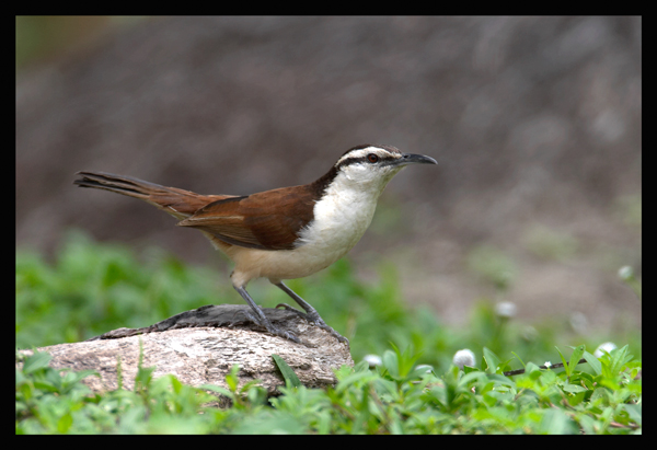 Bicolored Wren