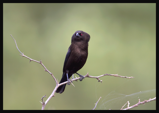 Bronzed Cowbird