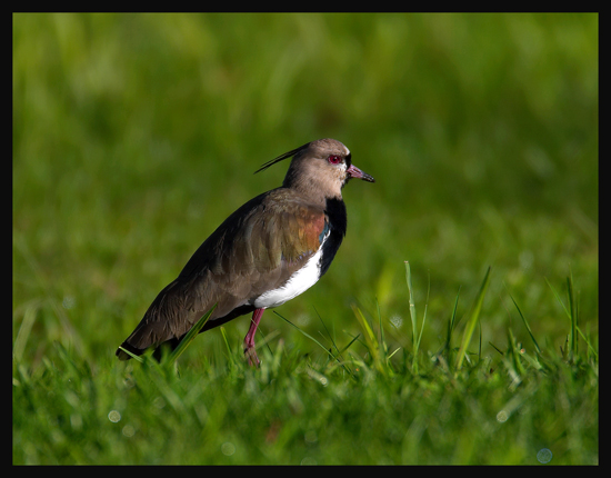 Southern Lapwing