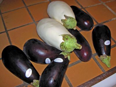 white and purple eggplants