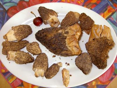 morel mushrooms