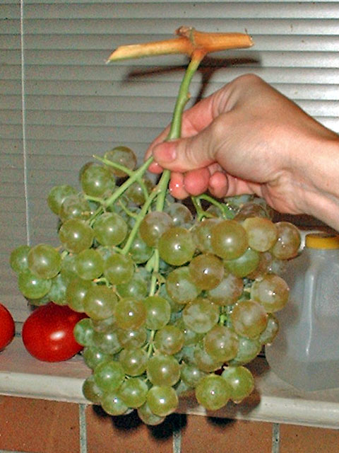 muscat grapes