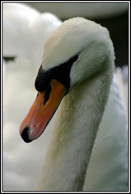 Swan picture.jpg