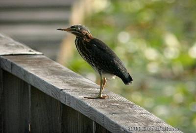 Young Green Heron.JPG