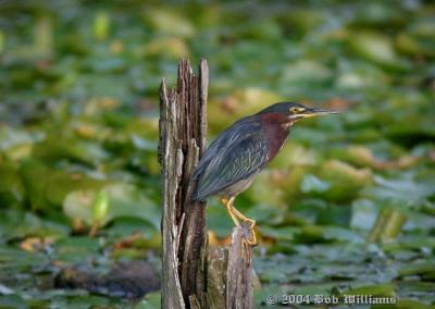 Green heron.JPG