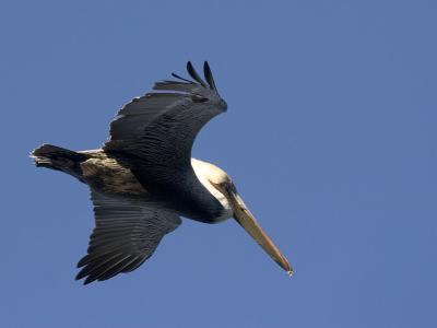 Pelican
