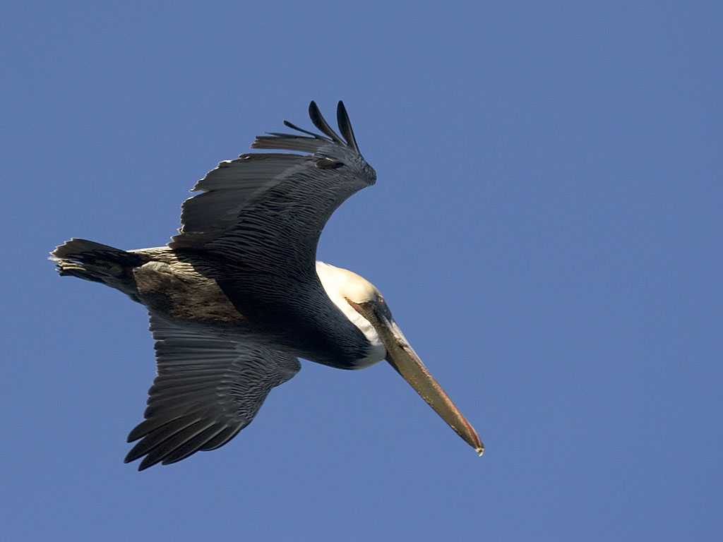 Pelican