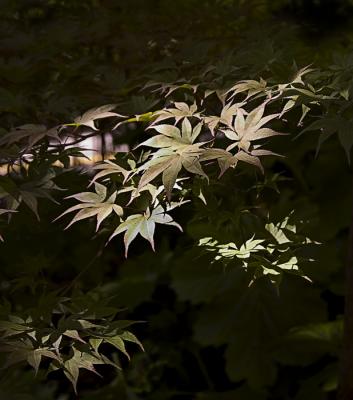 2517-Maple-Leaves.jpg