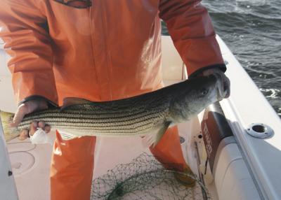 Striped Bass 5855.jpg