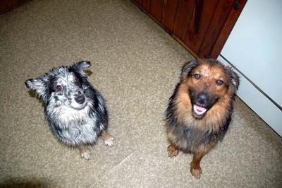 Wet Dogs
