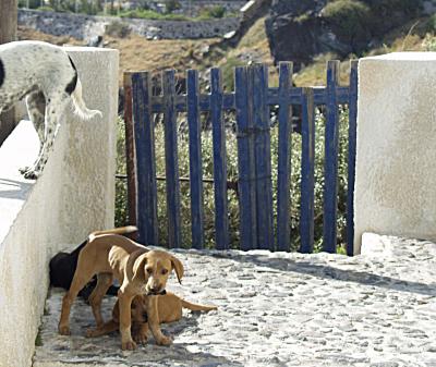 Dogs of Santorini