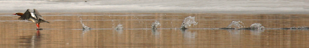 Common Merganser - Female