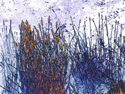 Oatgrass