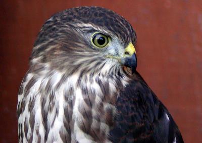 Young Coopers Hawk