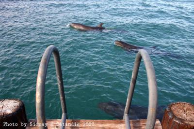 The dolphins resting in the green pool before the show