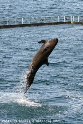 u34/scatindig/medium/31097116.IMG_6513.jpg