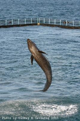 u34/scatindig/medium/31097117.IMG_6515.jpg