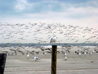 Galveston - The Birds - East Beach