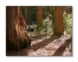 <b>Redwood Trees</b><br><font size=2>Yosemite Natl Park, CA