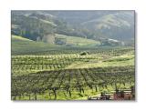 <b>Vineyards & Foothills</b><br><font size=2>Boonville, CA