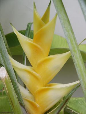 Yellow Heliconia