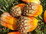 Pandanus fruit