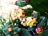 Cactus flowers