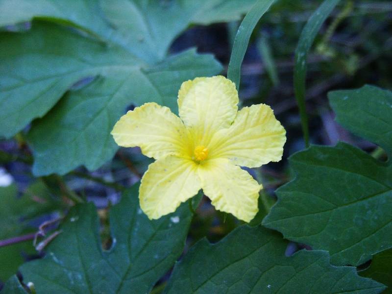 Bitter Melon blossom