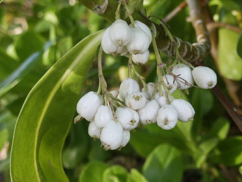 Naupaka Fruit
