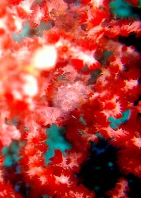 Pygmy Seahorse